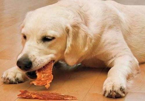 娱乐吃瓜酱小孩扇狗狗嘴巴子,娱乐吃瓜酱见证温馨一幕